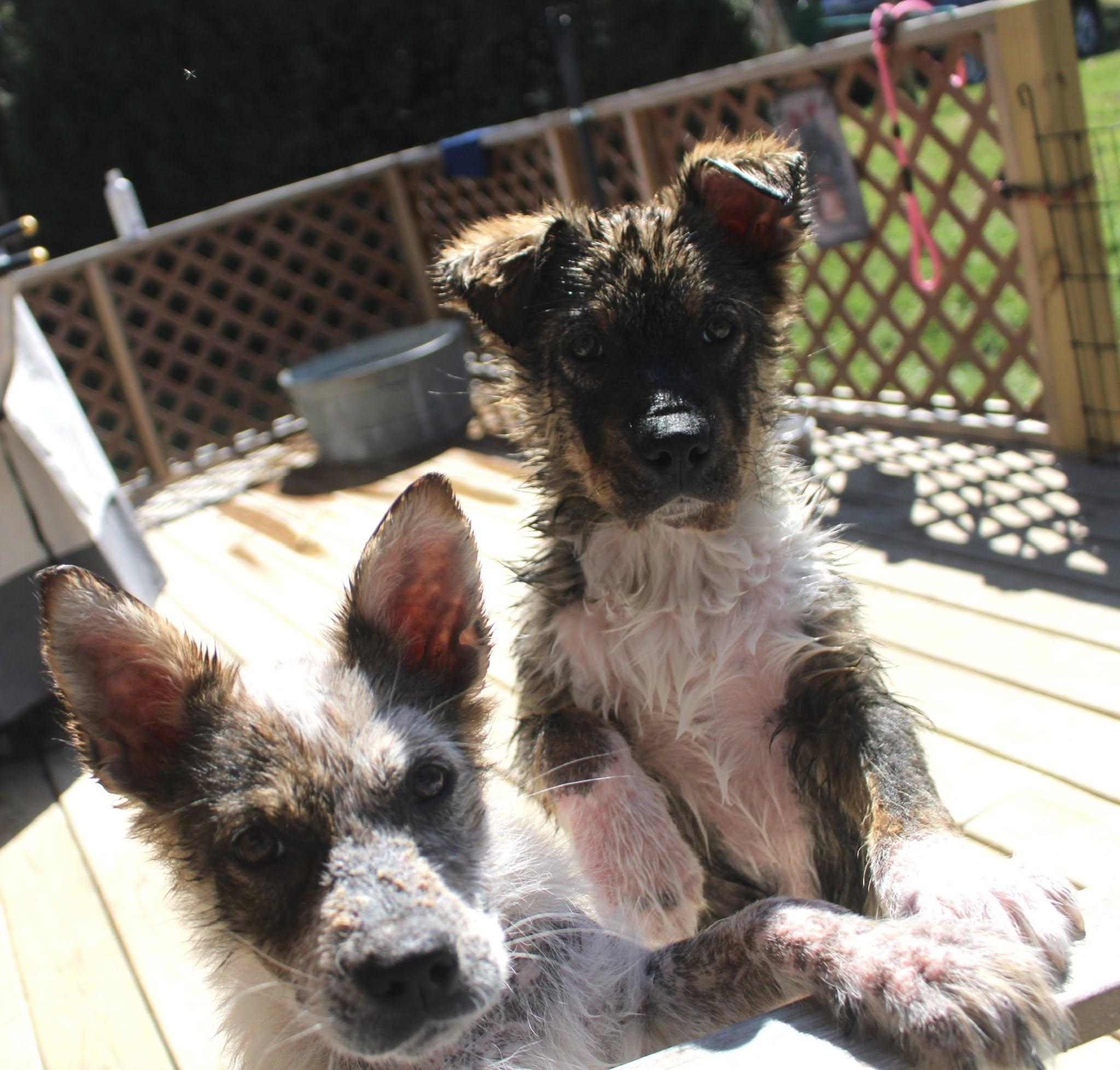 Enlarge Rory, a ADOPTABLE mixed breed in Stuarts Draft, VA image 4/6