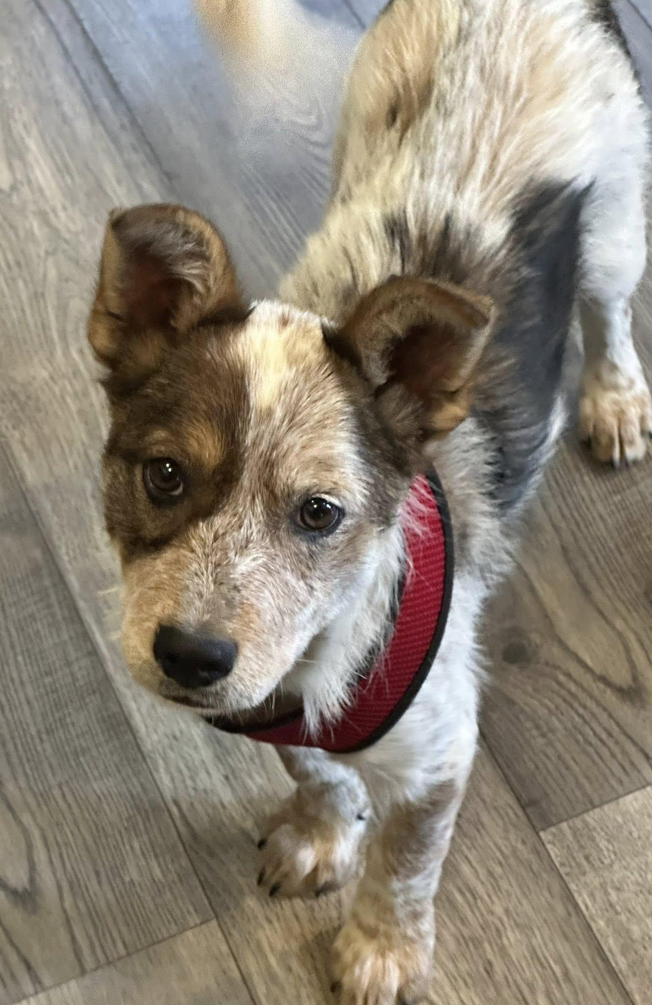 Enlarge Rory, a ADOPTABLE mixed breed in Stuarts Draft, VA image 3/6