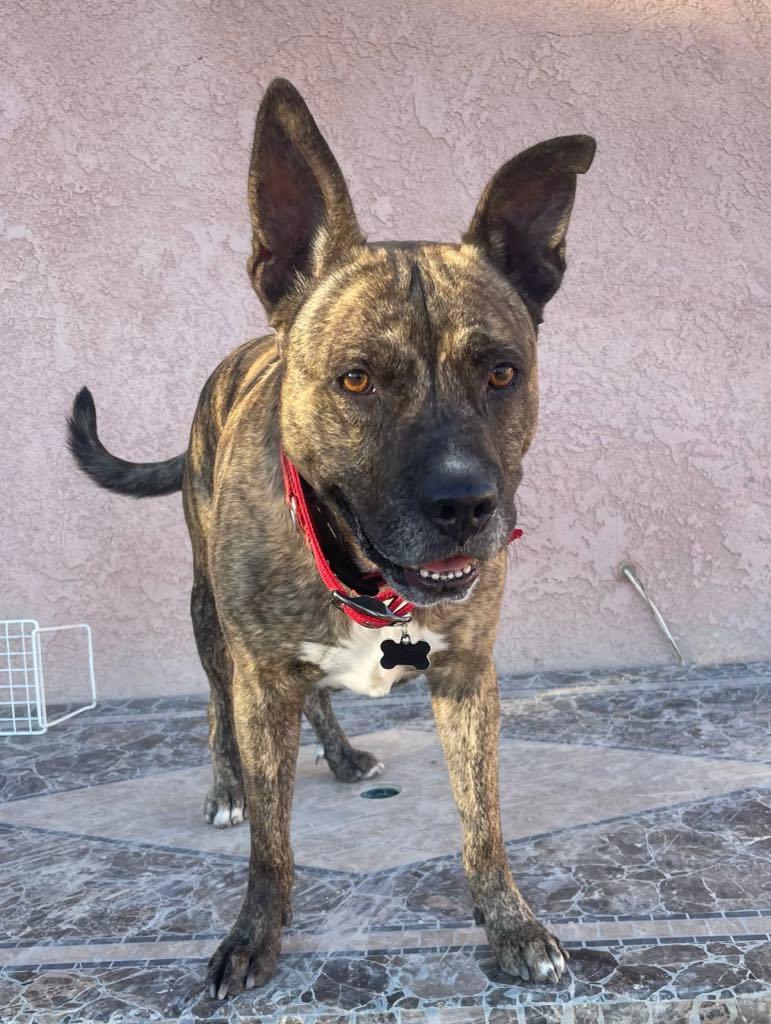 Enlarge Crew, a Adoptable mixed breed in Agua Dulce, CA image 5/5