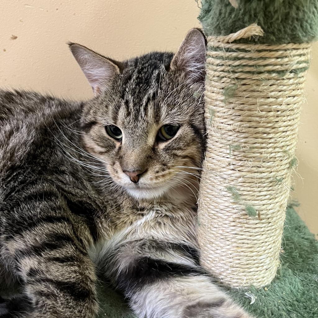 Bunny, a Adoptable Domestic Short Hair in DAYTON, TN image 1/2