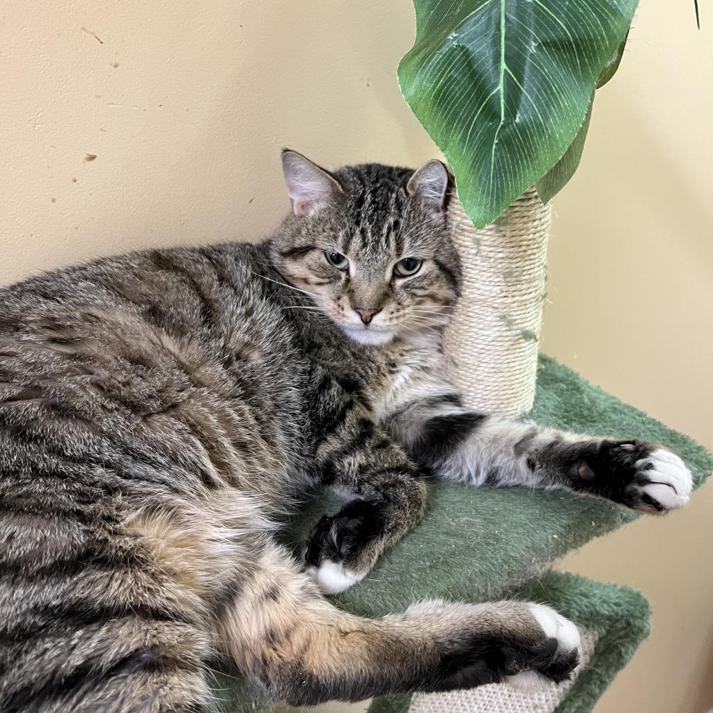 Bunny, a Adoptable Domestic Short Hair in DAYTON, TN image 2/2