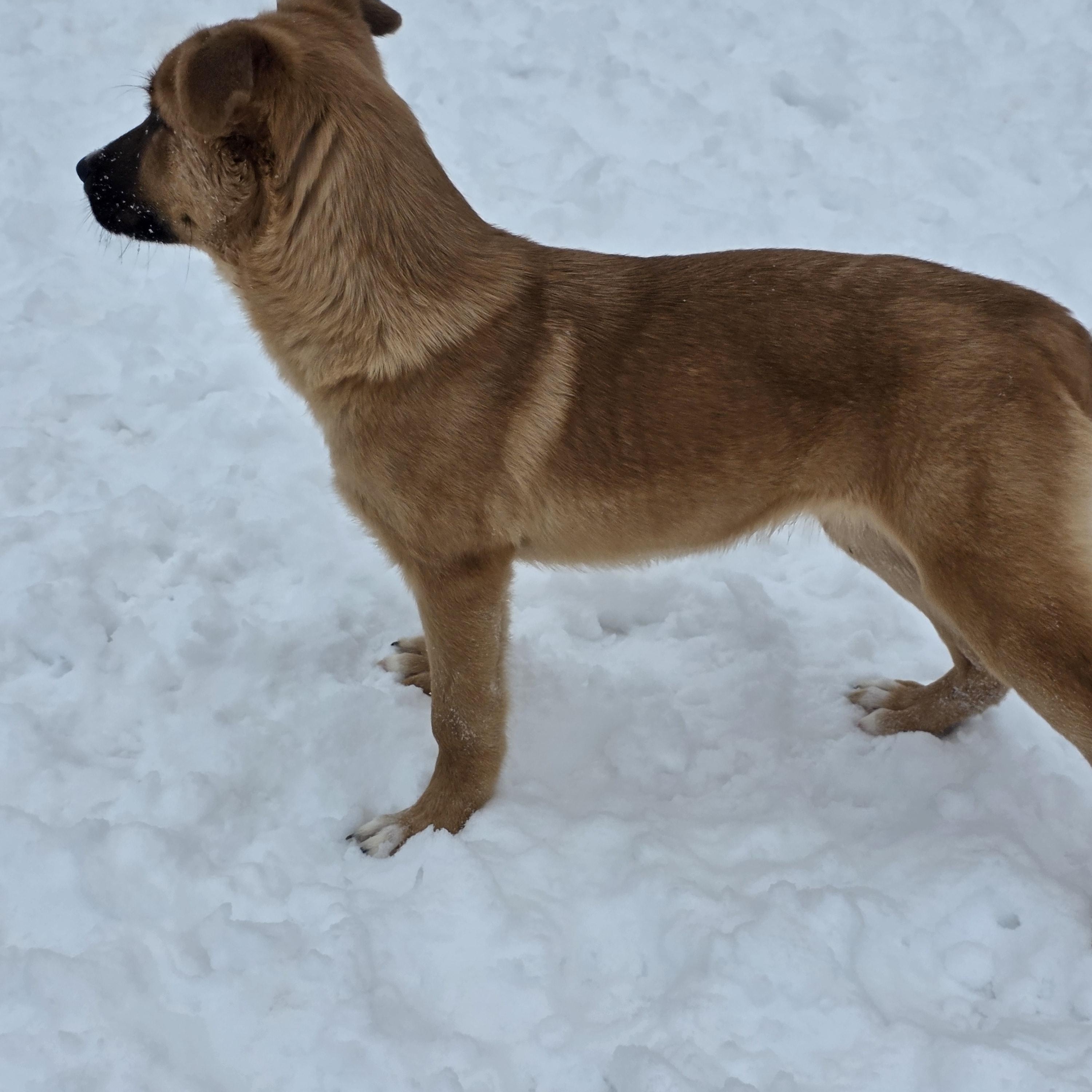 Enlarge Latte **Application Pending**, an adopted mixed breed in Farmington, MN image 3/3