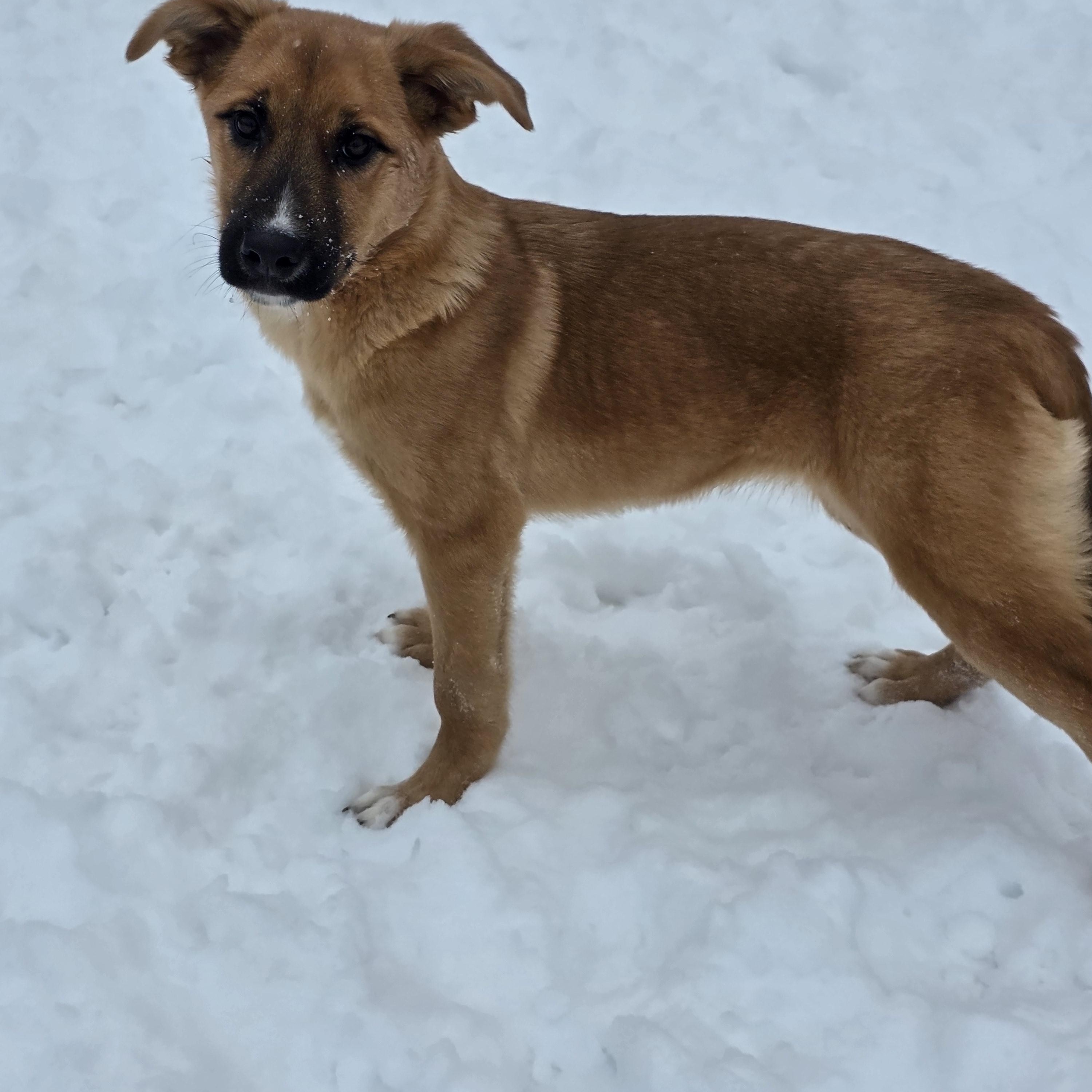 Enlarge Latte **Application Pending**, an adopted mixed breed in Farmington, MN image 2/3