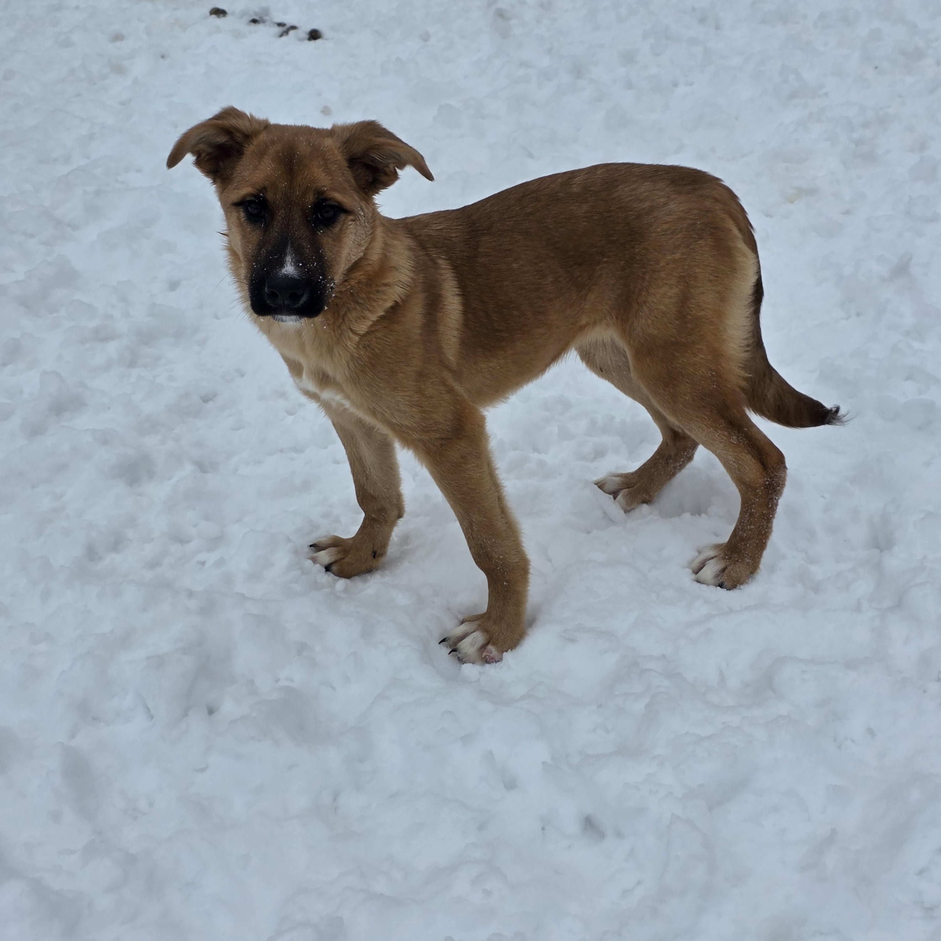 Latte **Application Pending**, adopted, Puppy Female German Shepherd Dog & Labrador Retriever.