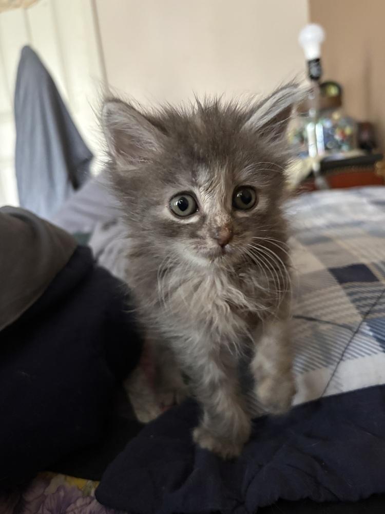 Gemma, Adoptable, Young Female Domestic Medium Hair.