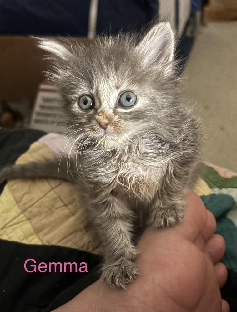 Enlarge Gemma, a Adoptable mixed breed in Tampa, FL image 2/3