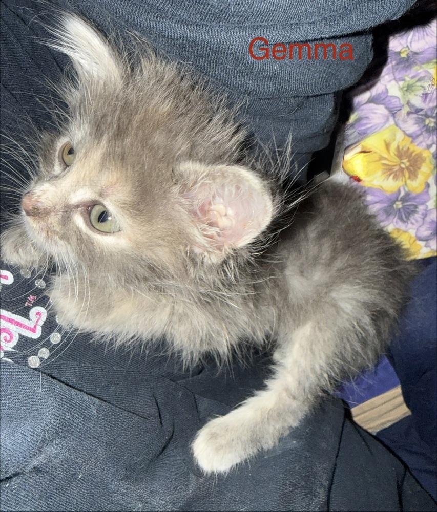 Enlarge Gemma, a Adoptable mixed breed in Tampa, FL image 3/3