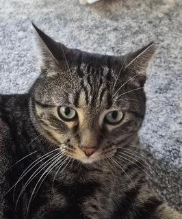 Tigger - Courtesy Post, Adoptable, Young Male Tabby.