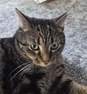 Enlarge Tigger - Courtesy Post, a Adoptable Tabby in Clawson, MI image 2/3