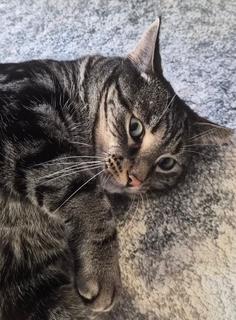 Enlarge Tigger - Courtesy Post, a Adoptable Tabby in Clawson, MI image 3/3