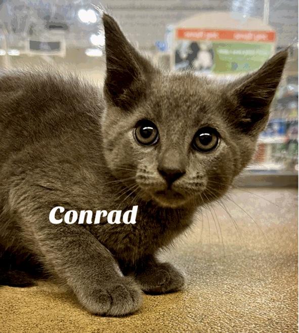 Conrad