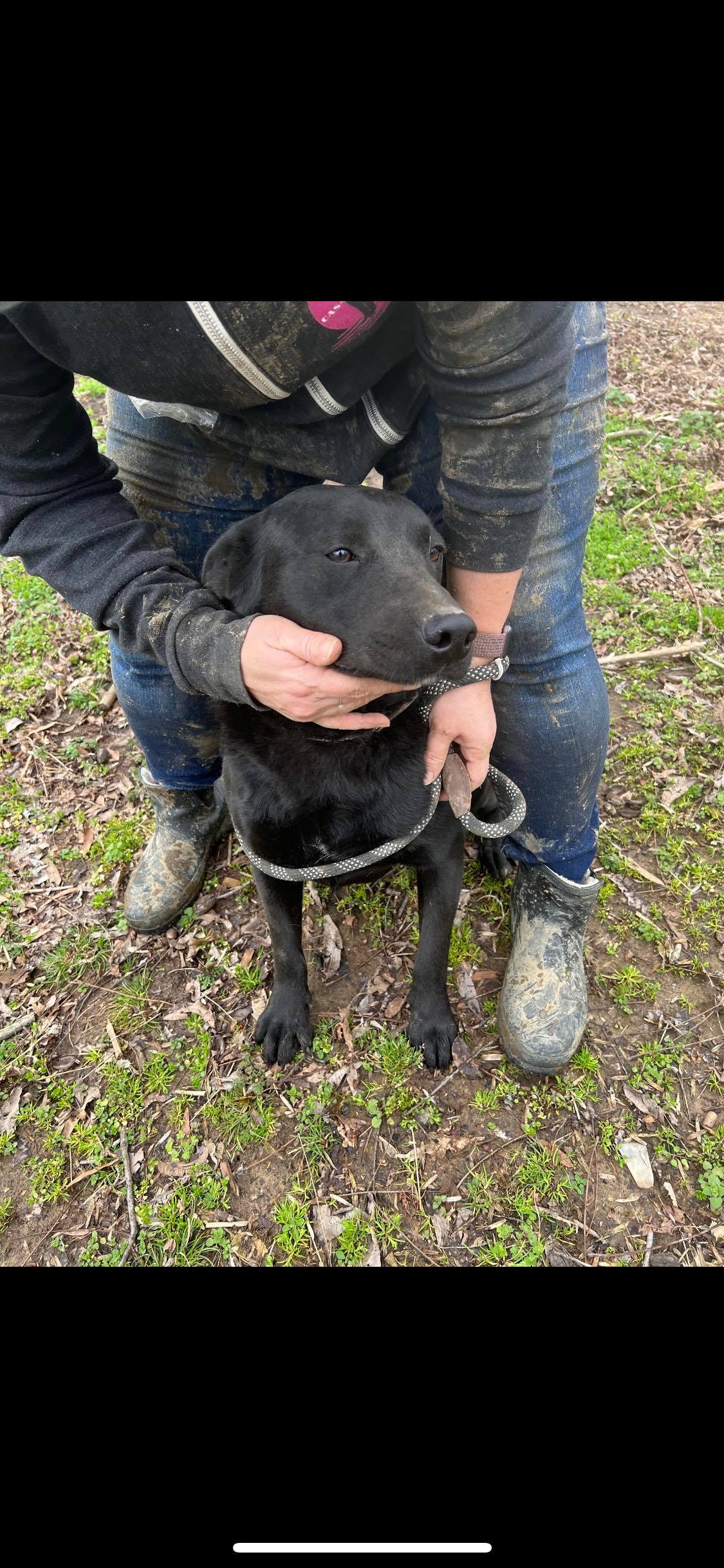 Charlie, Adoptable, Young Male Black Labrador Retriever.