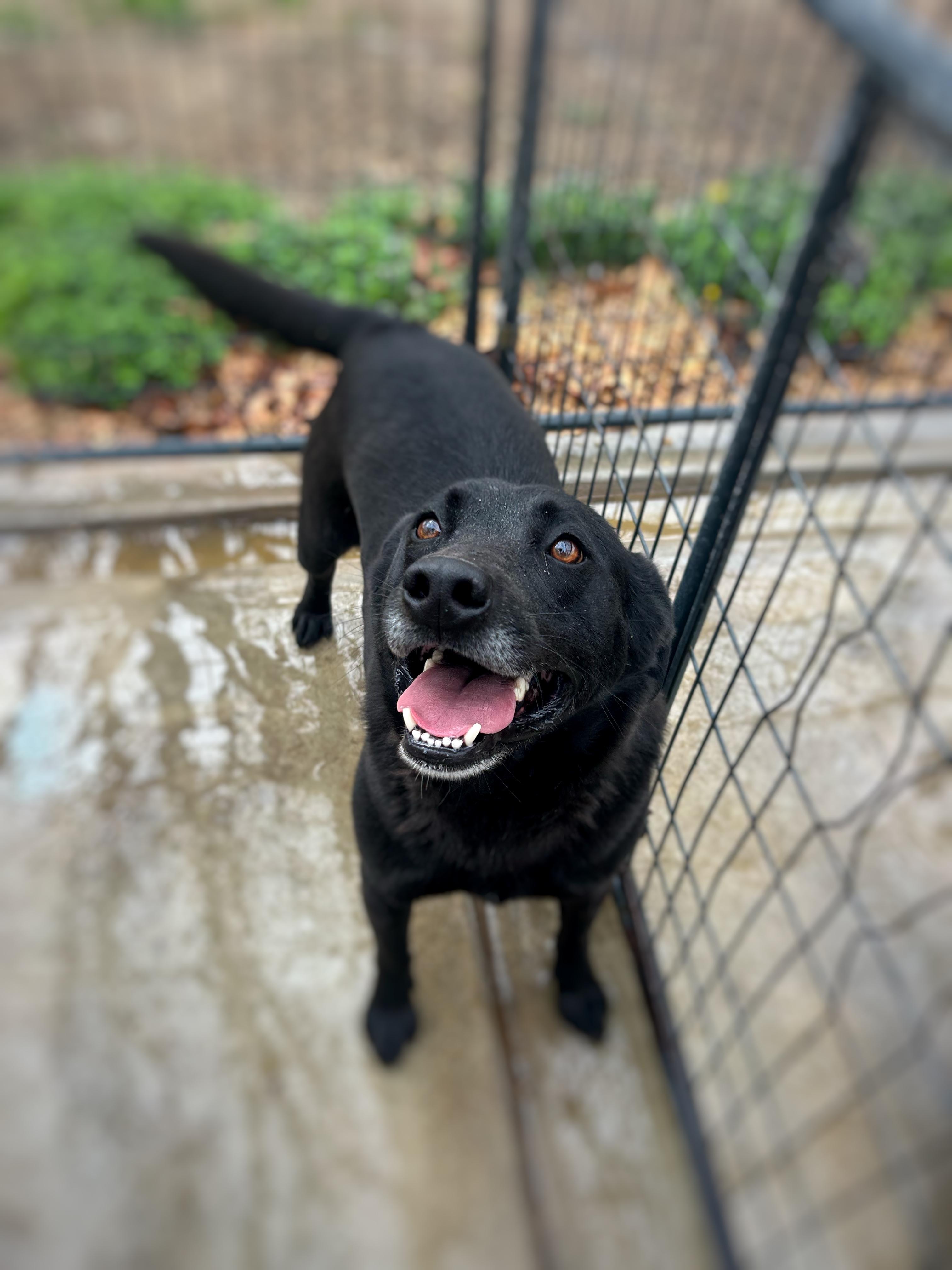 Charlie, Adoptable, Young Male Black Labrador Retriever.
