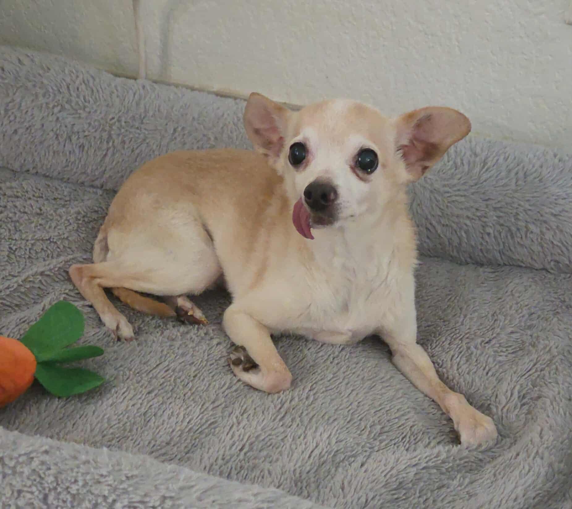 Honey Boo Boo, Adoptable, Senior Female Chihuahua.