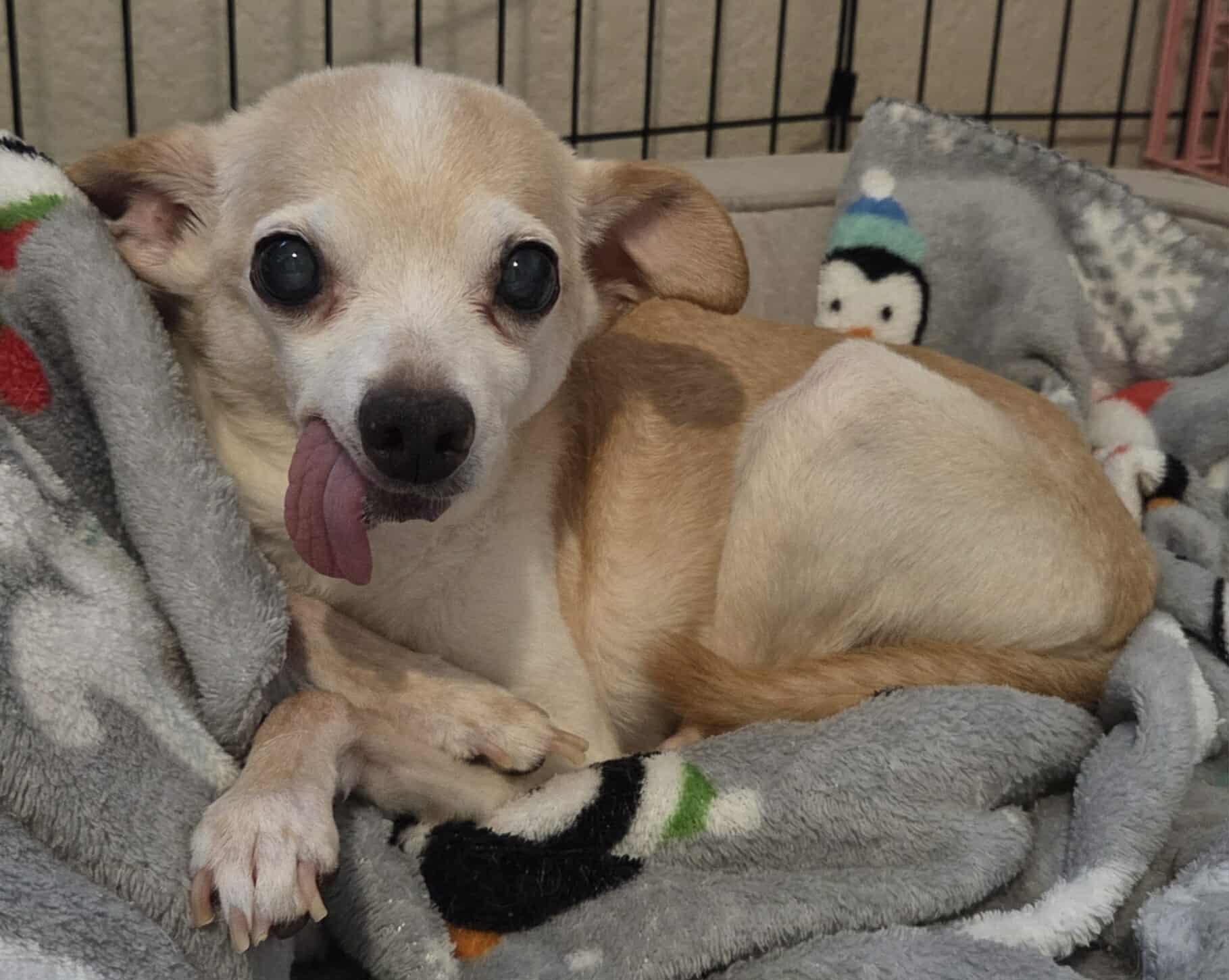 Honey Boo Boo, a Adoptable Chihuahua in Clovis, CA image 3/5
