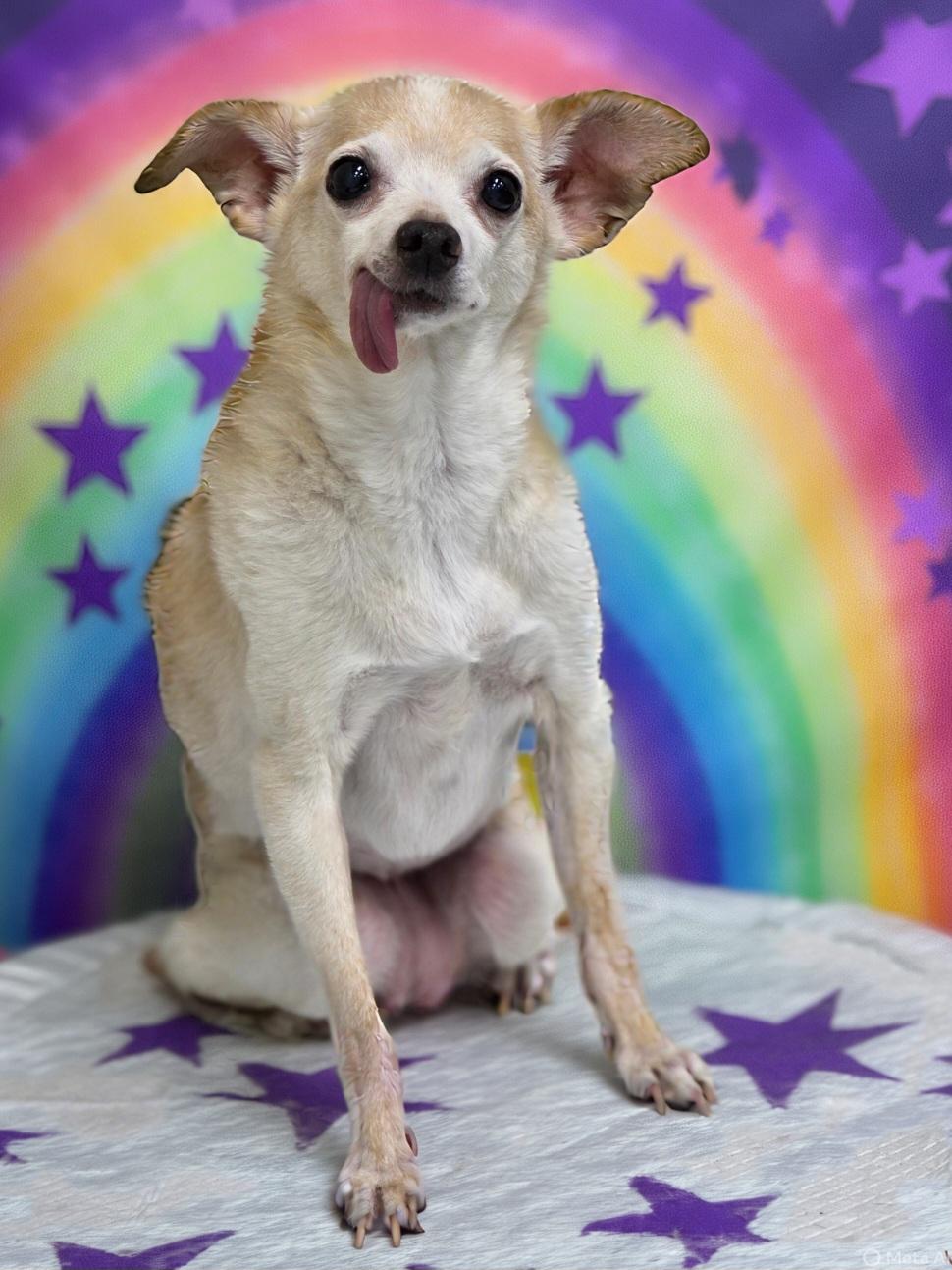 Honey Boo Boo, a Adoptable Chihuahua in Clovis, CA image 1/5