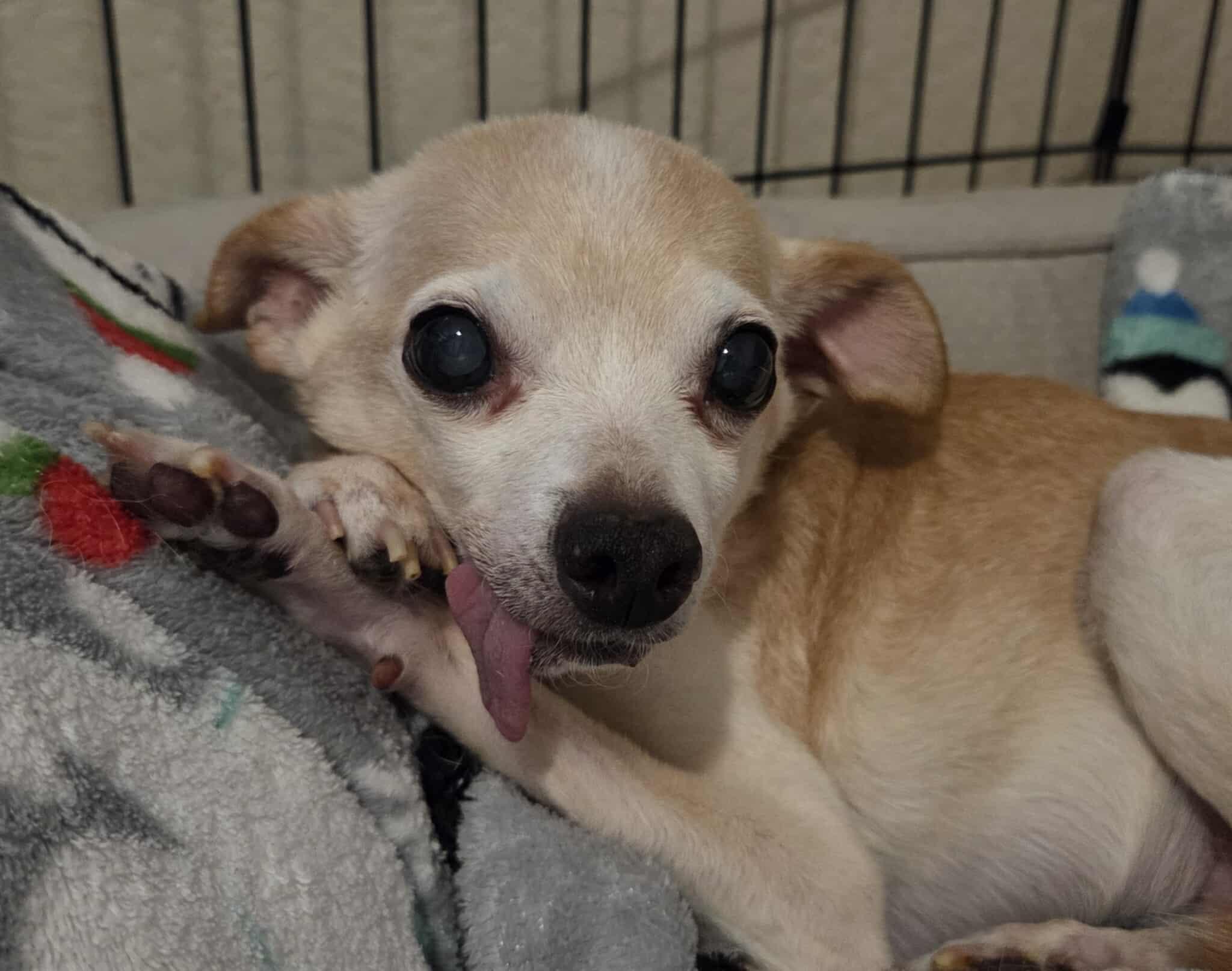 Honey Boo Boo, a Adoptable Chihuahua in Clovis, CA image 4/5