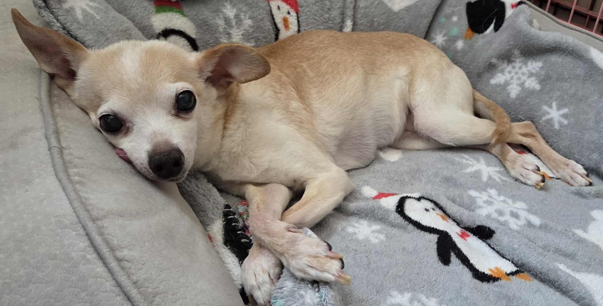 Honey Boo Boo, a Adoptable Chihuahua in Clovis, CA image 5/5