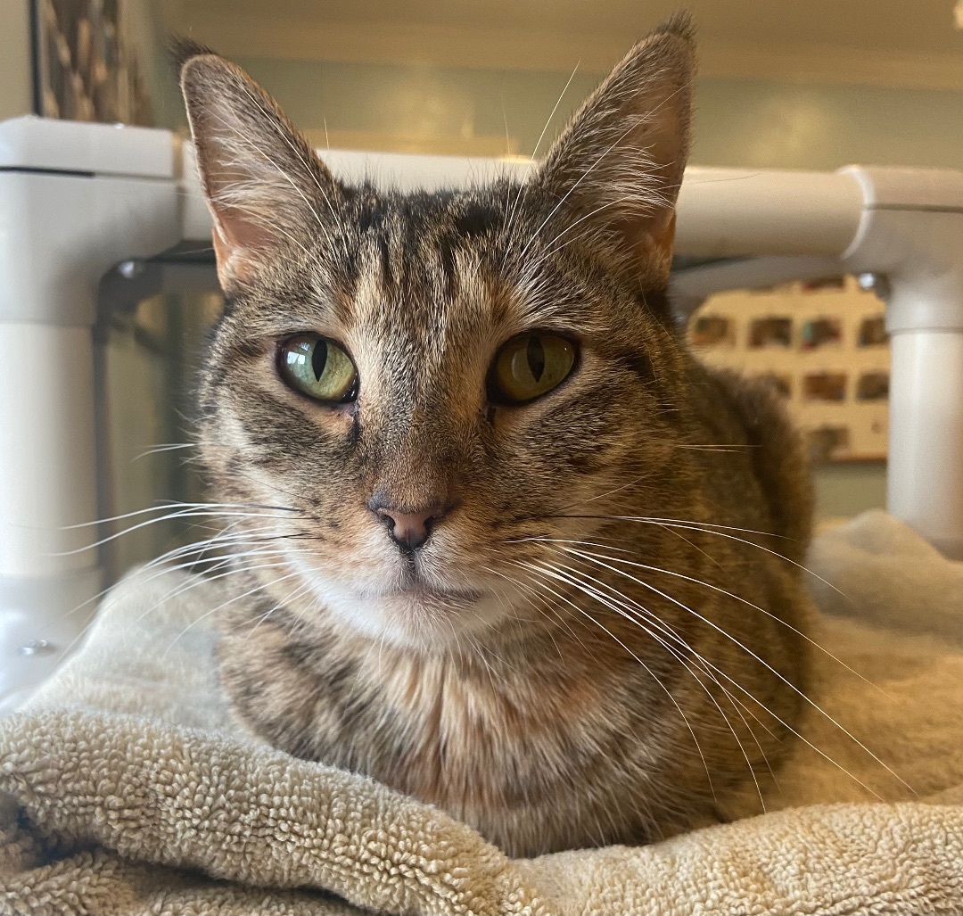 Enlarge Ween, a Adoptable Domestic Short Hair in Breinigsville, PA image 1/4