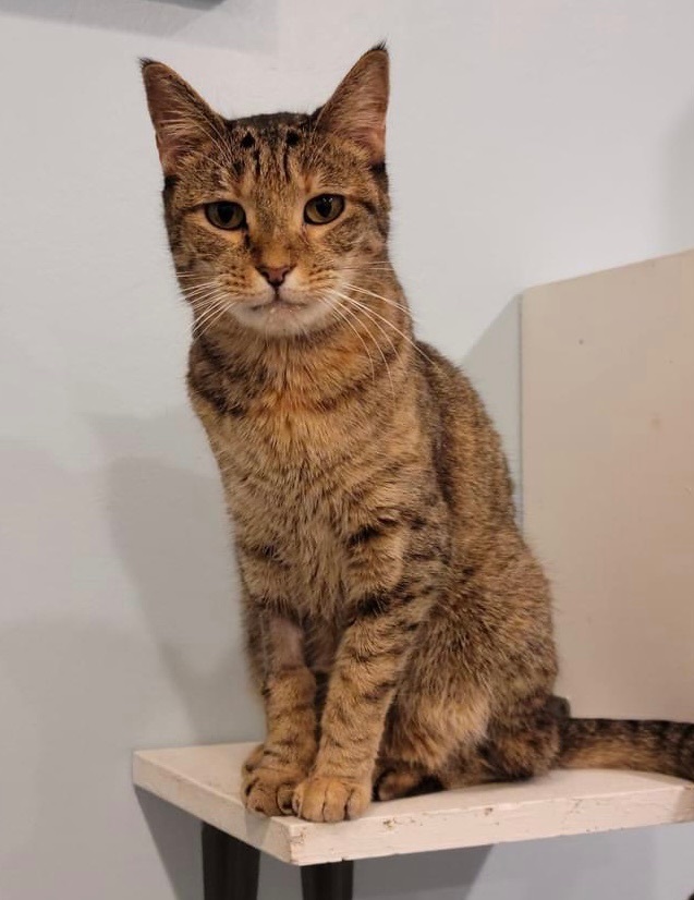 Enlarge Ween, a Adoptable Domestic Short Hair in Breinigsville, PA image 2/4