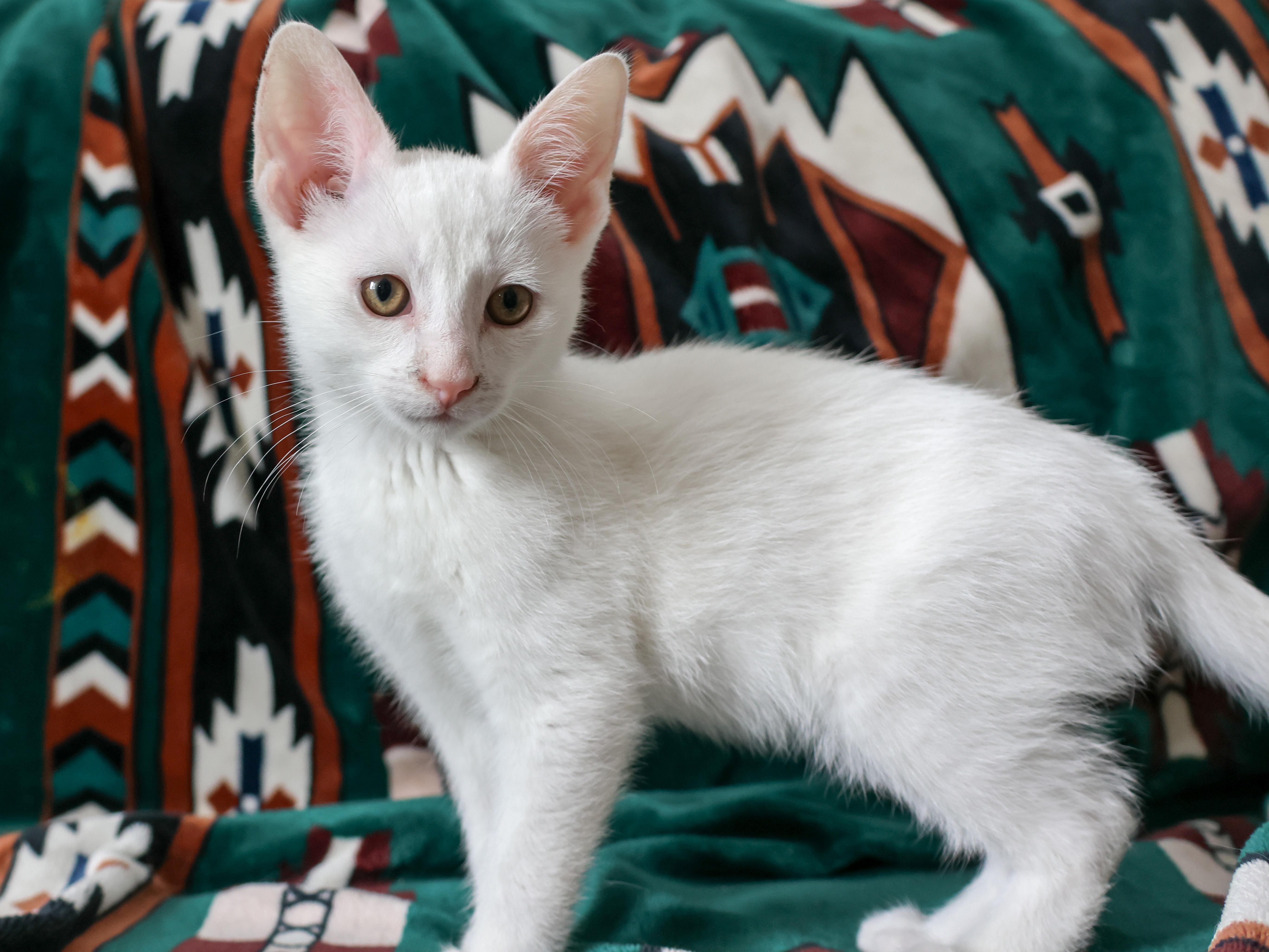 Snowcone, Adopted, Kitten Male Domestic Short Hair.