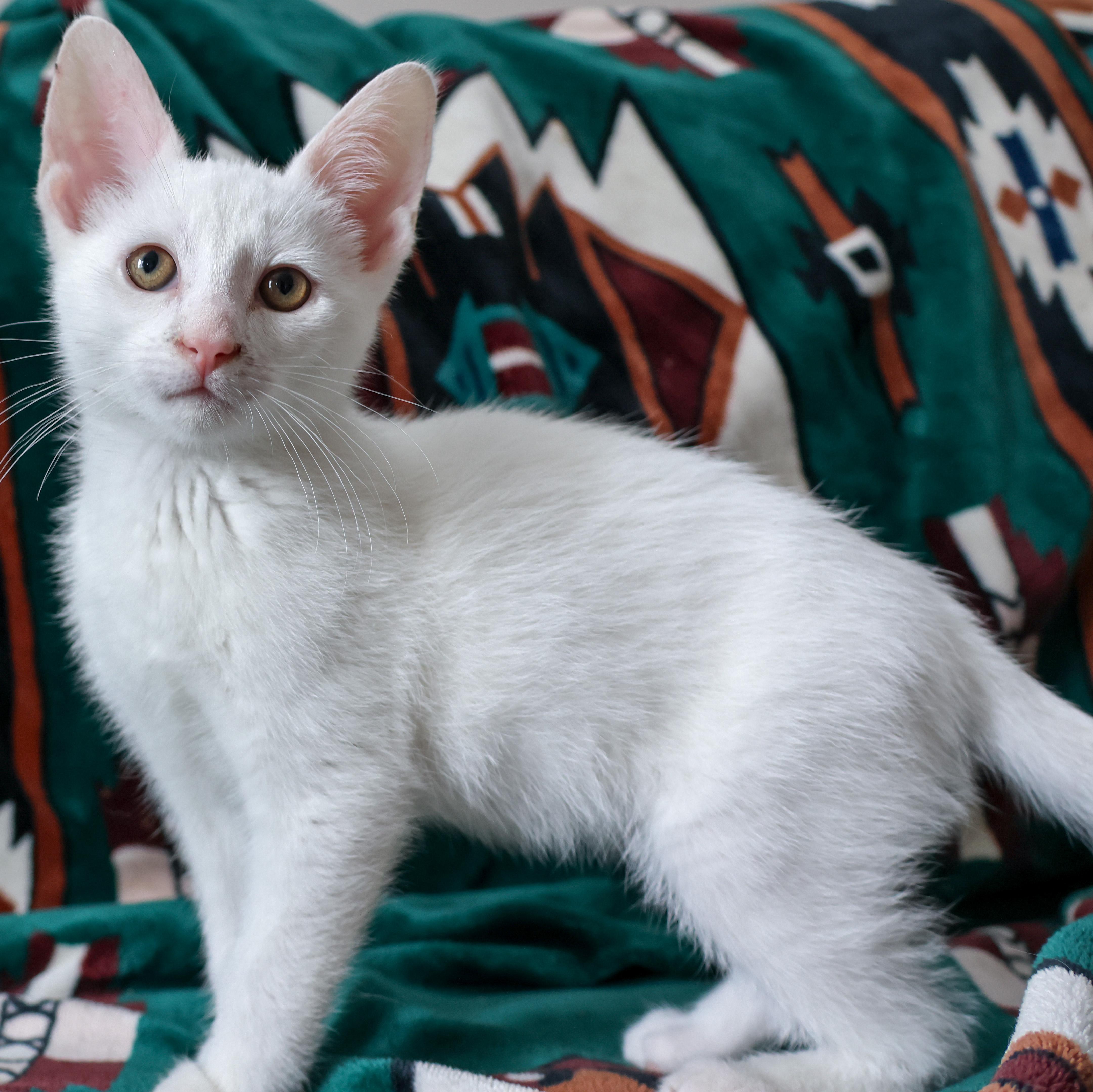 Snowcone, a Adopted Domestic Short Hair in Wakefield, QC image 2/5