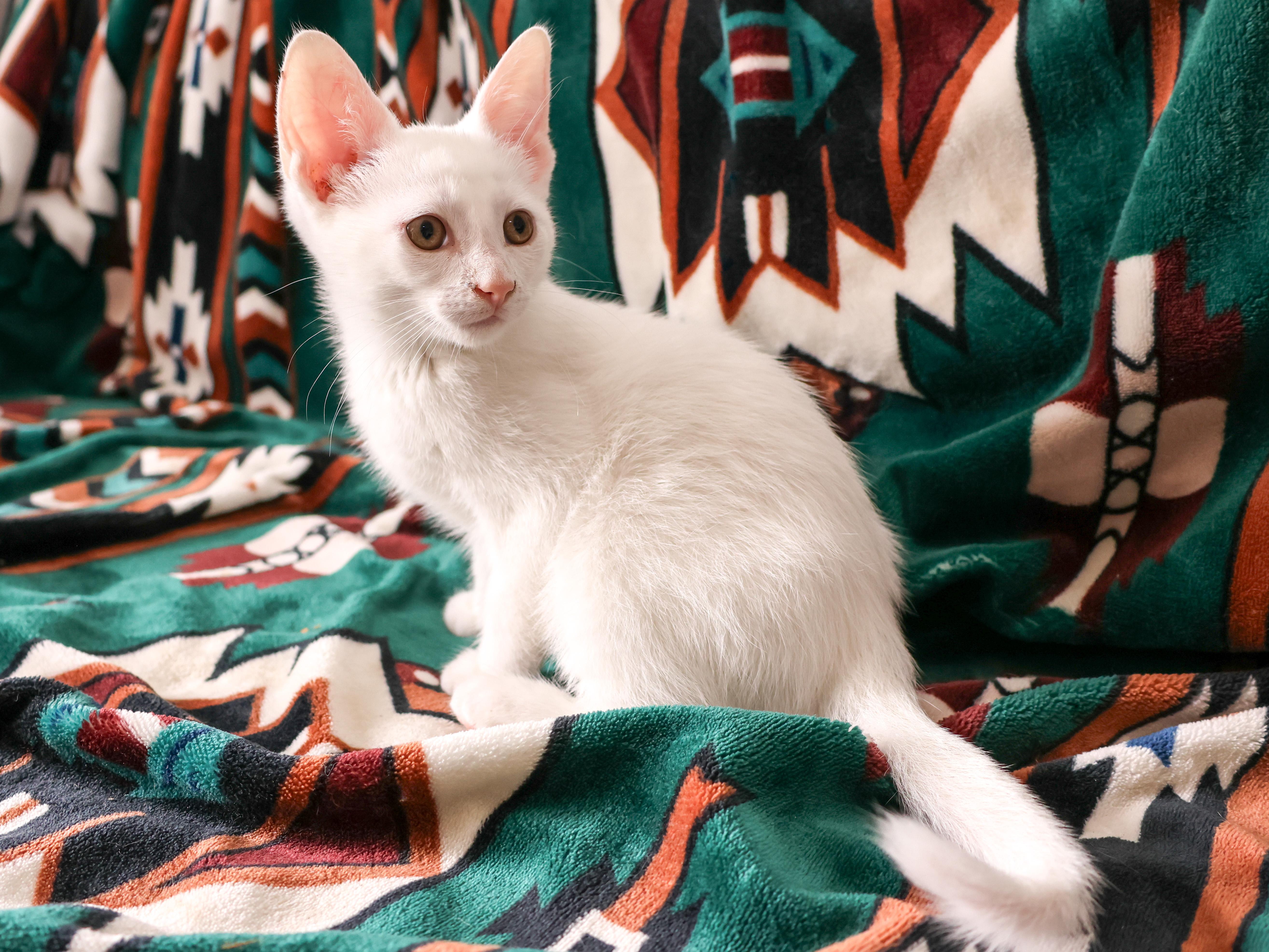 Snowcone, a Adopted Domestic Short Hair in Wakefield, QC image 3/5