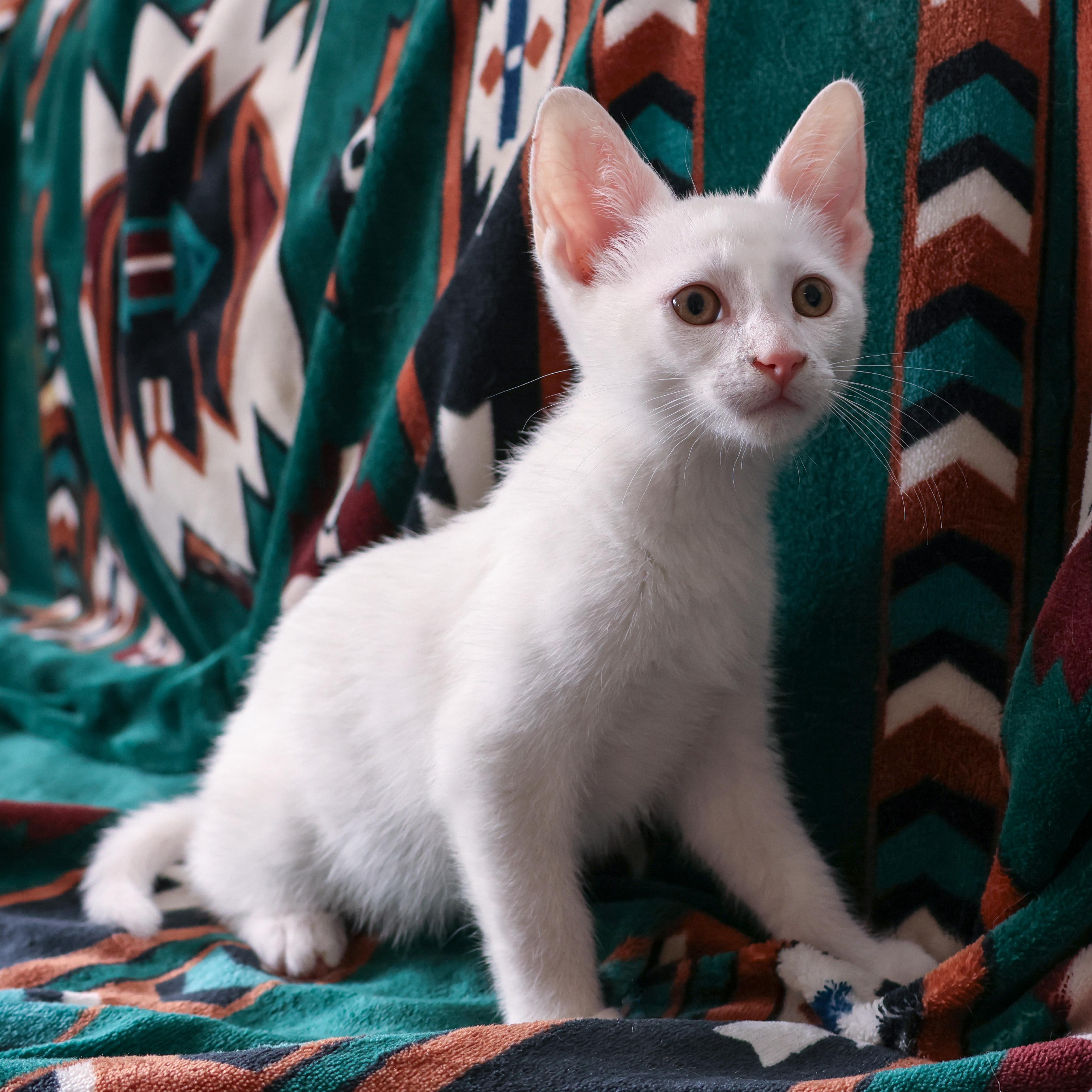 Snowcone, a Adopted Domestic Short Hair in Wakefield, QC image 4/5