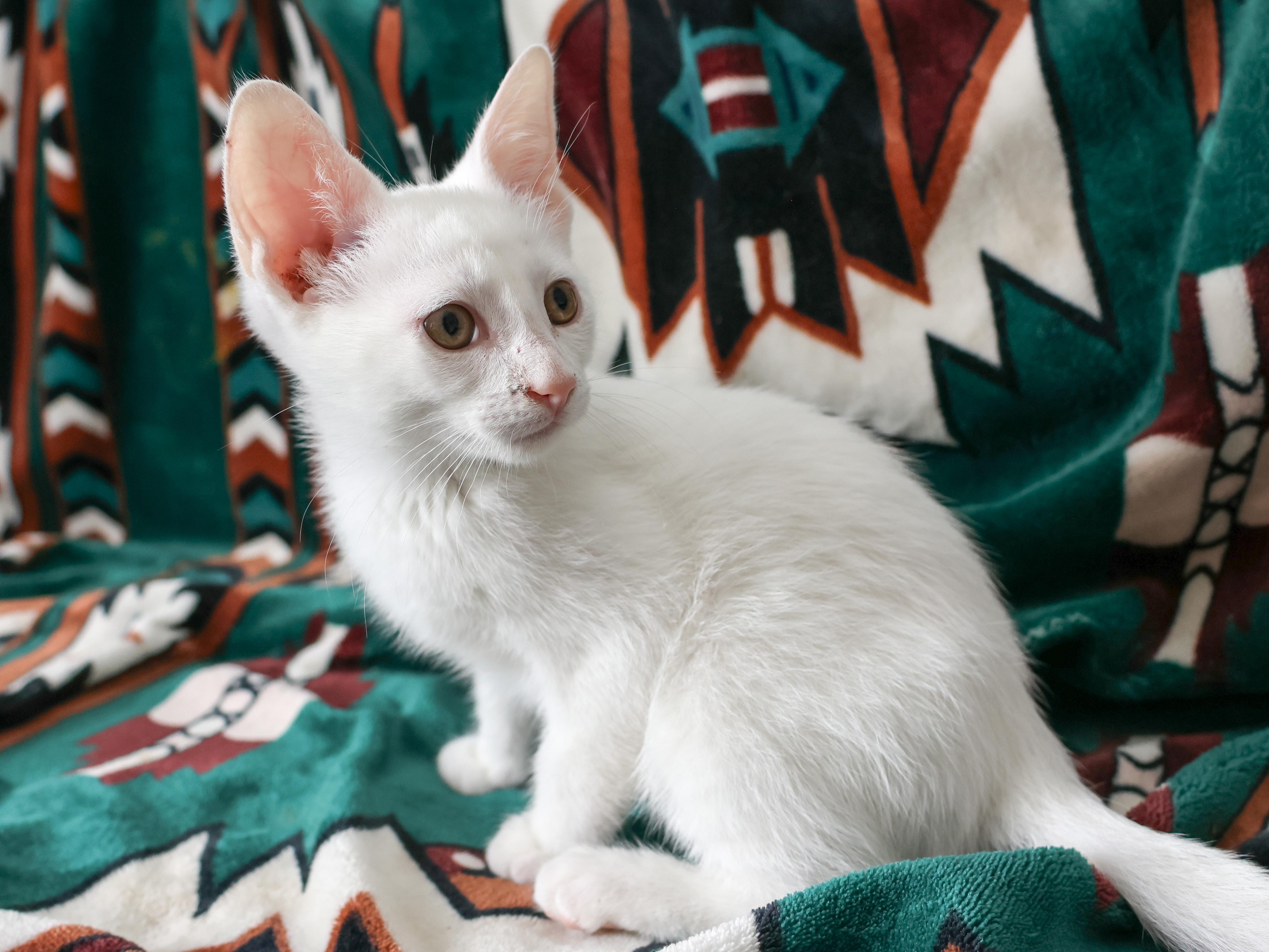 Snowcone, a Adopted Domestic Short Hair in Wakefield, QC image 5/5