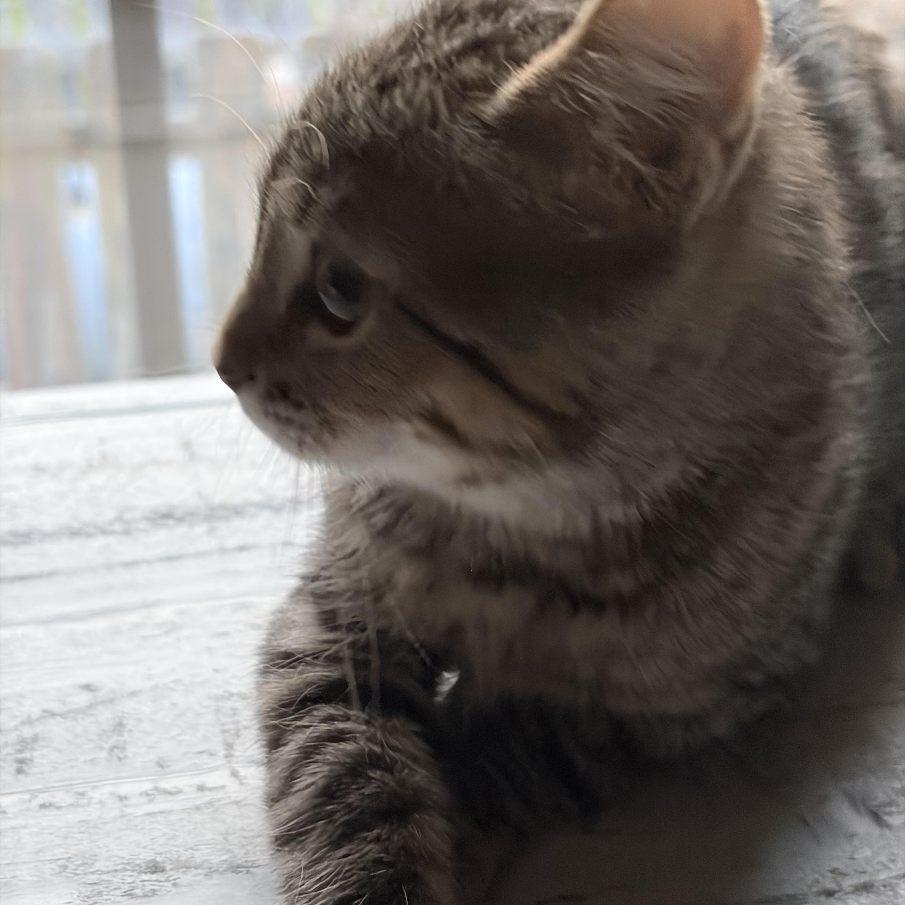 Enlarge Shaggy, an adopted Tabby in Independence, OH image 1/1