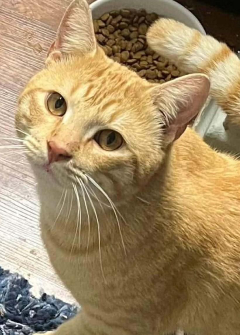 JoJo, ADOPTABLE, Young Male Domestic Short Hair.