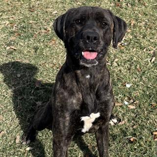KILO, Adoptable, Adult Male Mastiff & Mixed Breed.