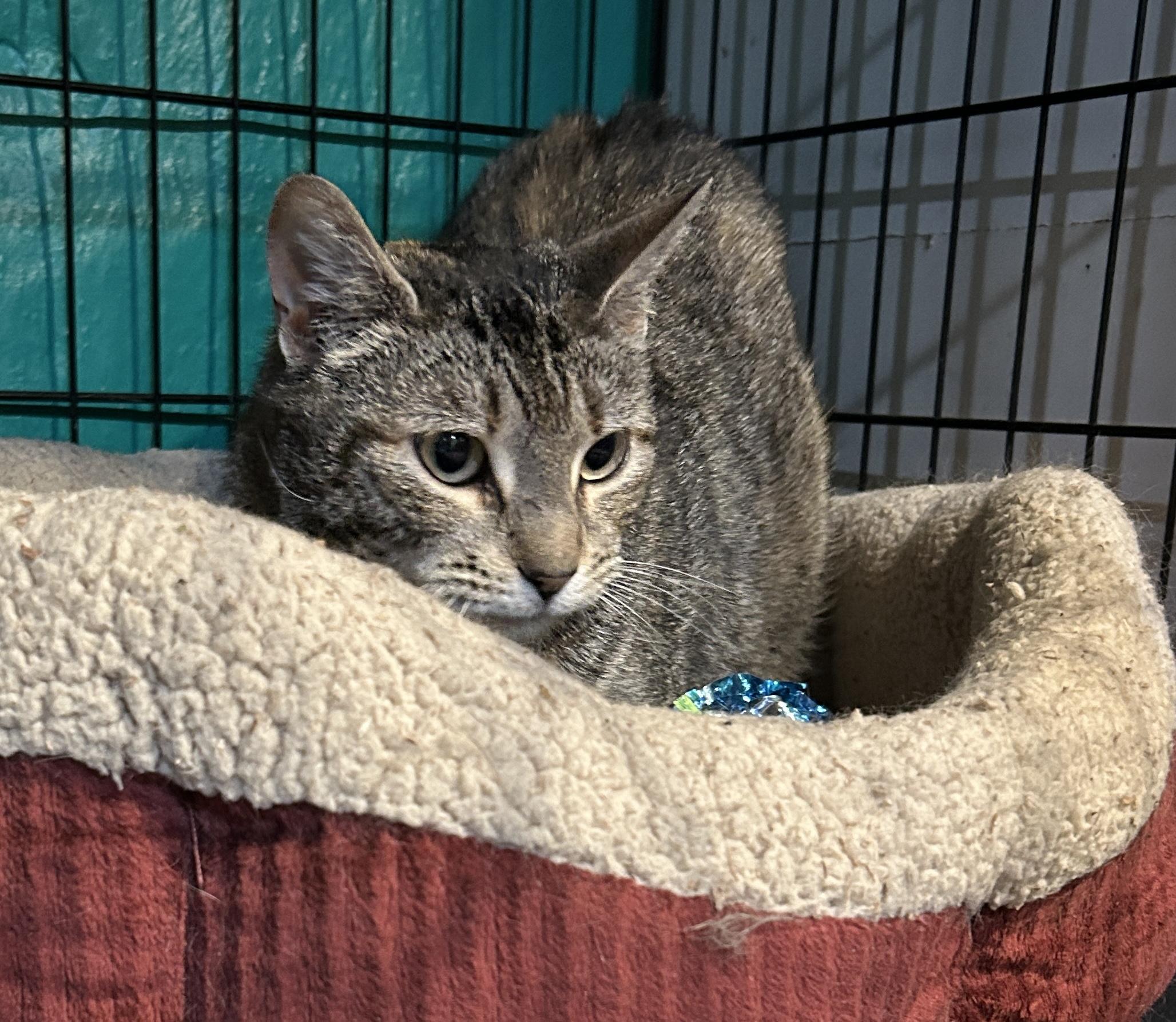 Hillary, Adoptable, Adult Female Domestic Short Hair.