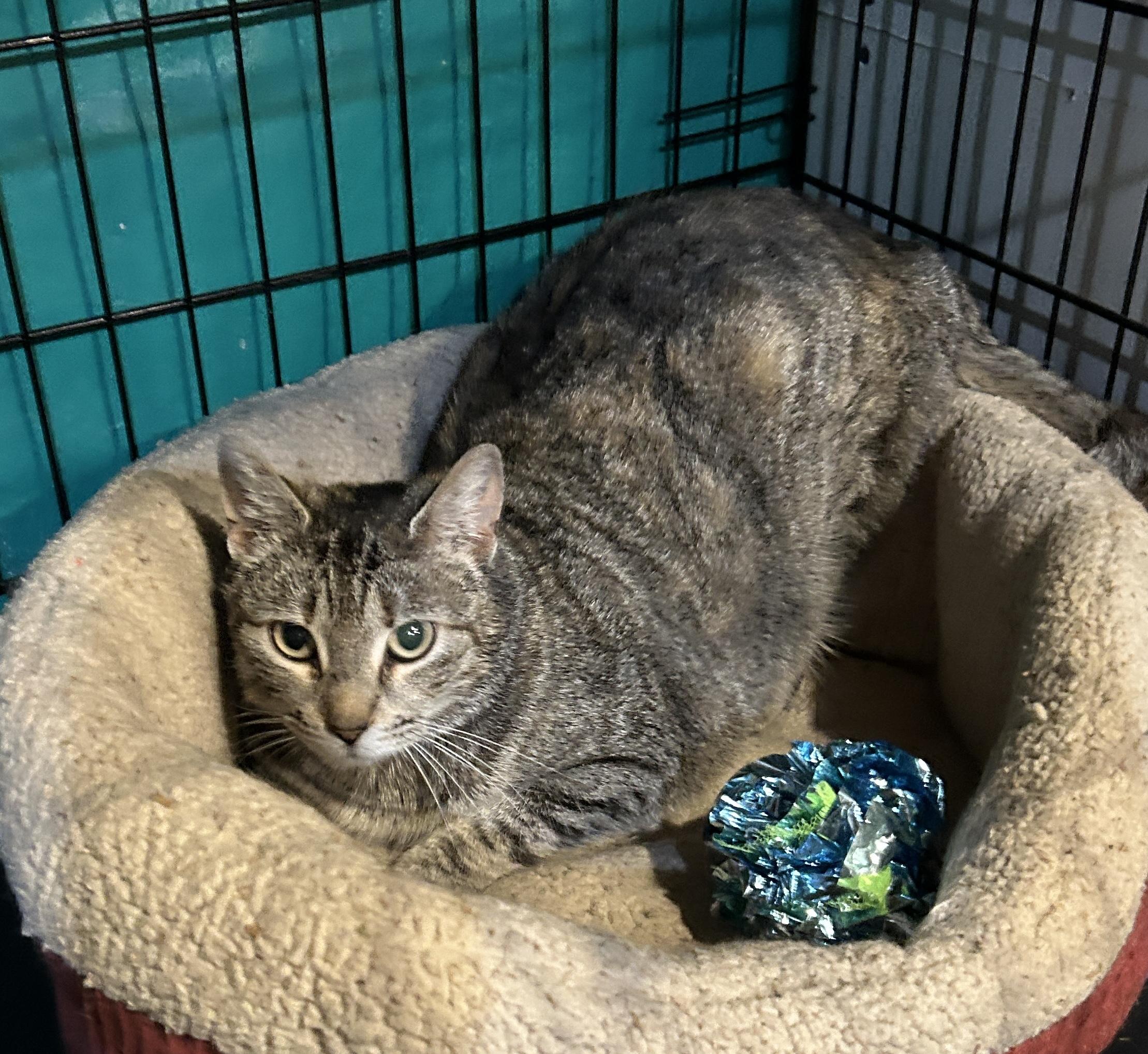 Hillary, a Adoptable mixed breed in Havertown, PA image 2/3