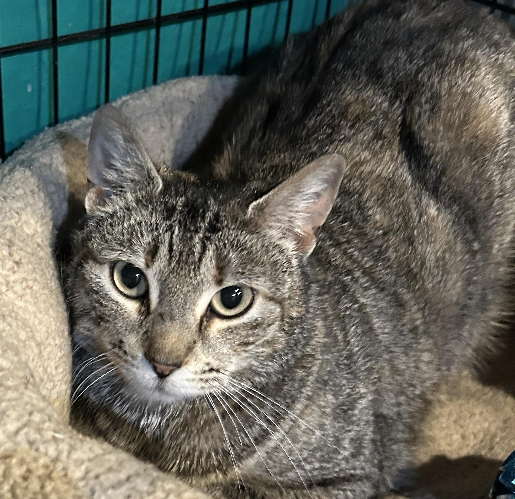 Hillary, a Adoptable mixed breed in Havertown, PA image 3/3