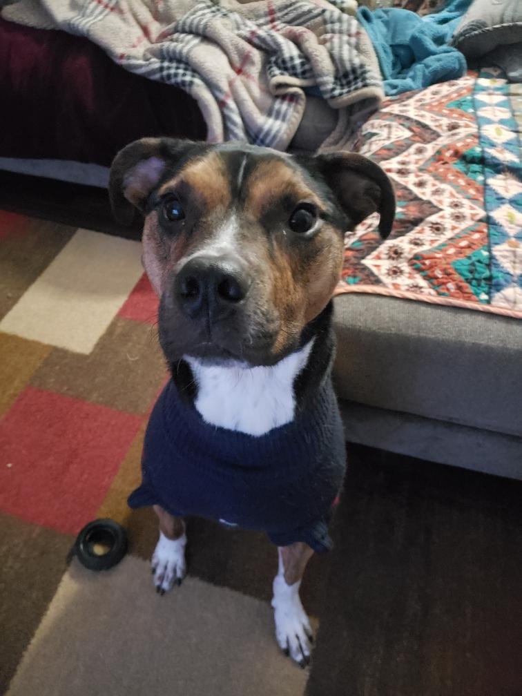 Enlarge Rocky, a ADOPTABLE mixed breed in Grand Rapids, MI image 2/3