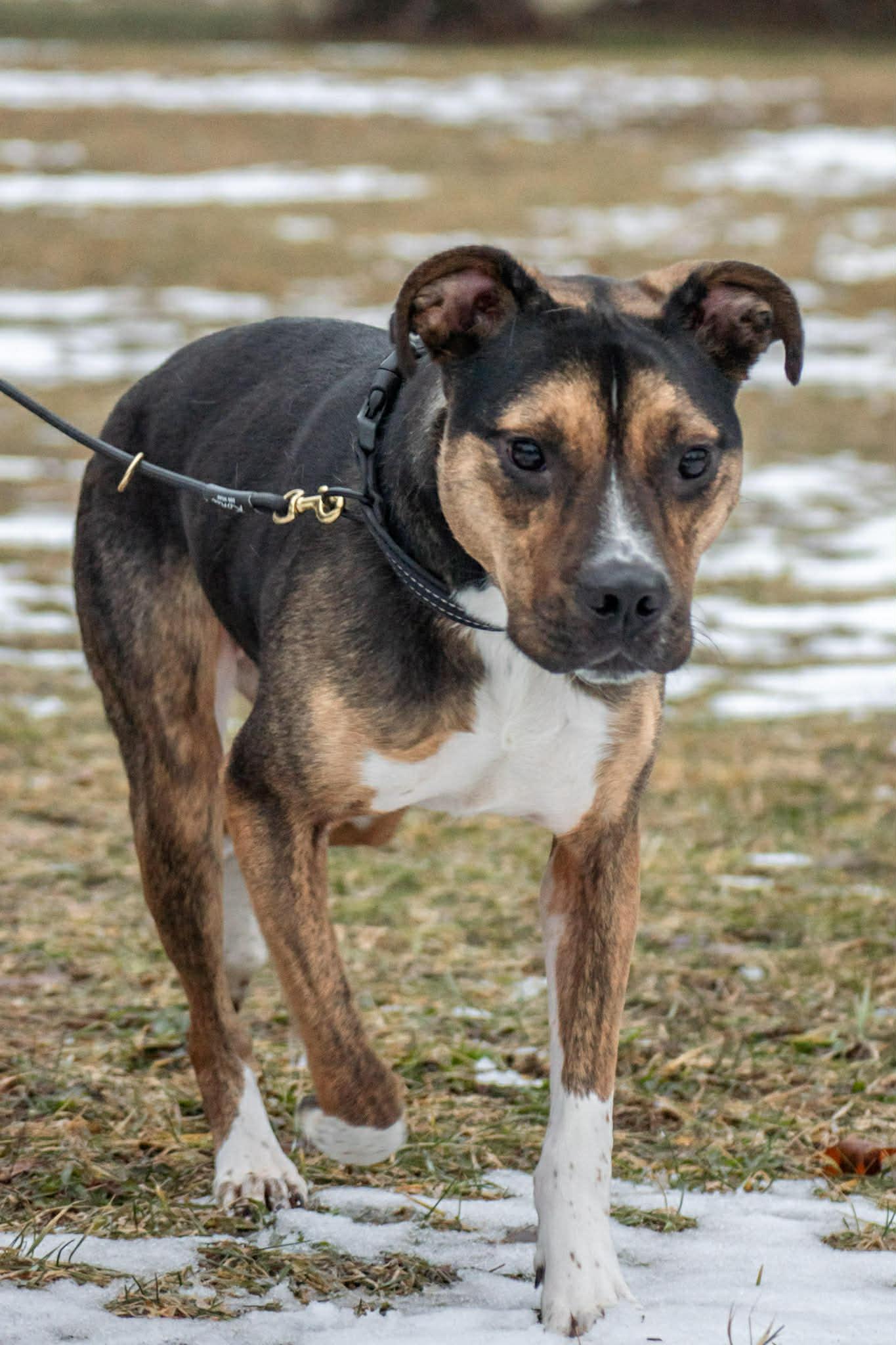 Rocky, ADOPTABLE, Young Male Boxer.