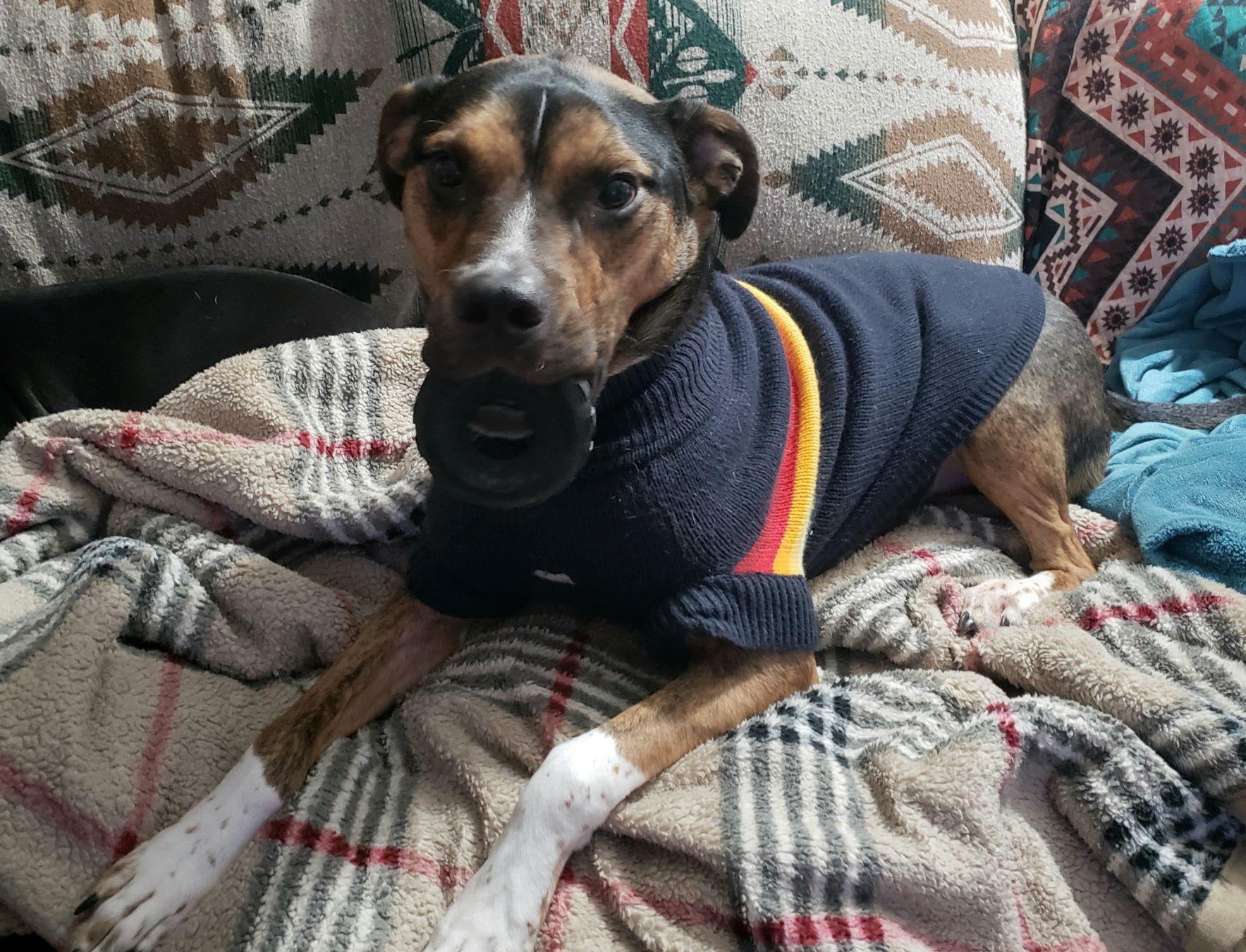 Enlarge Rocky, a ADOPTABLE mixed breed in Grand Rapids, MI image 1/3