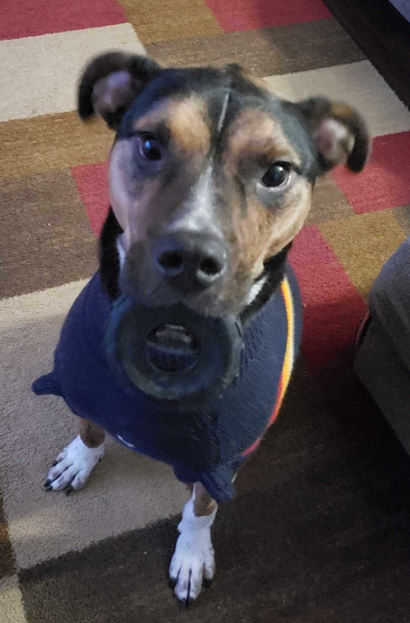 Enlarge Rocky, a ADOPTABLE mixed breed in Grand Rapids, MI image 3/3