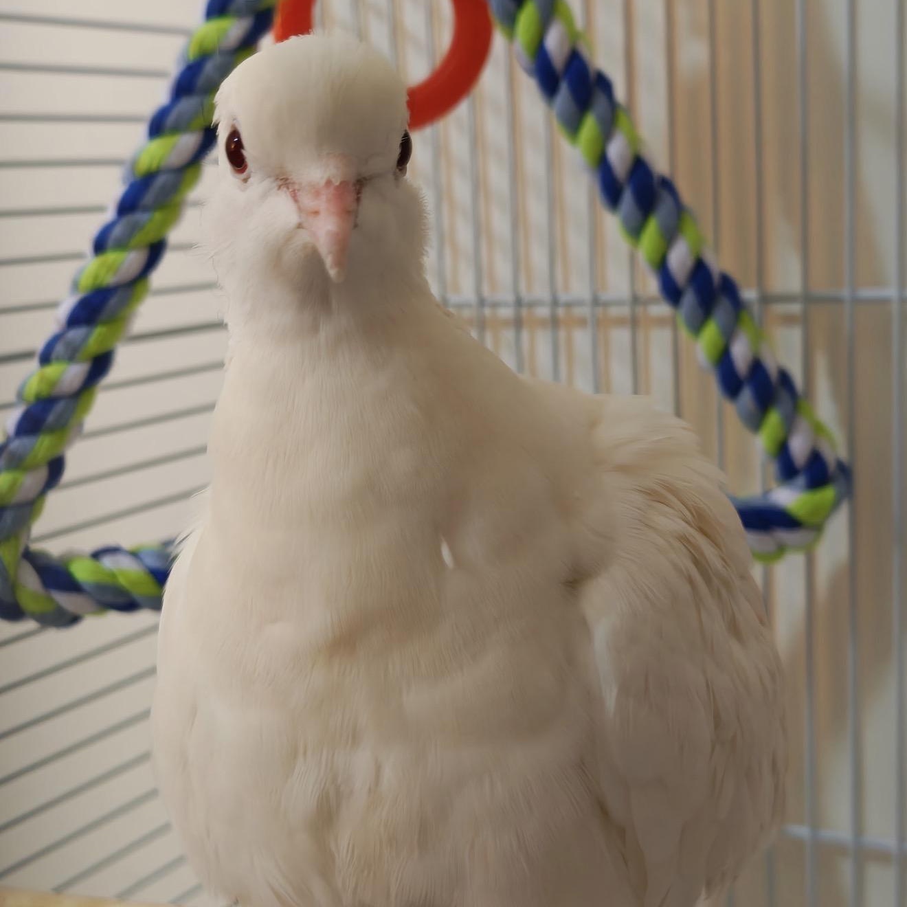 Enlarge Cauliflower (local Midwest adoption only), an adopted Dove in Chicago, IL image 3/5
