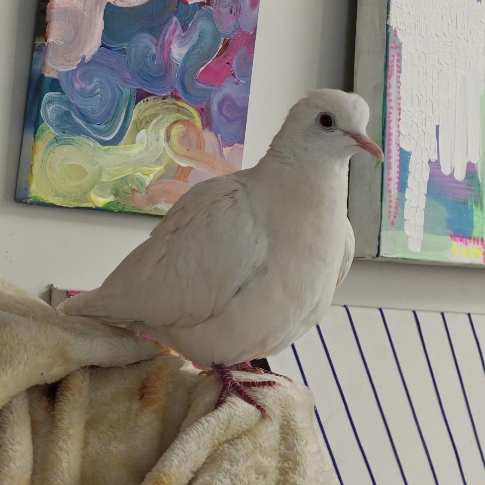 Enlarge Cauliflower (local Midwest adoption only), an adopted Dove in Chicago, IL image 4/5