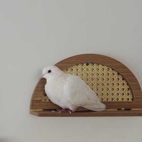 Enlarge Cauliflower (local Midwest adoption only), an adopted Dove in Chicago, IL image 5/5