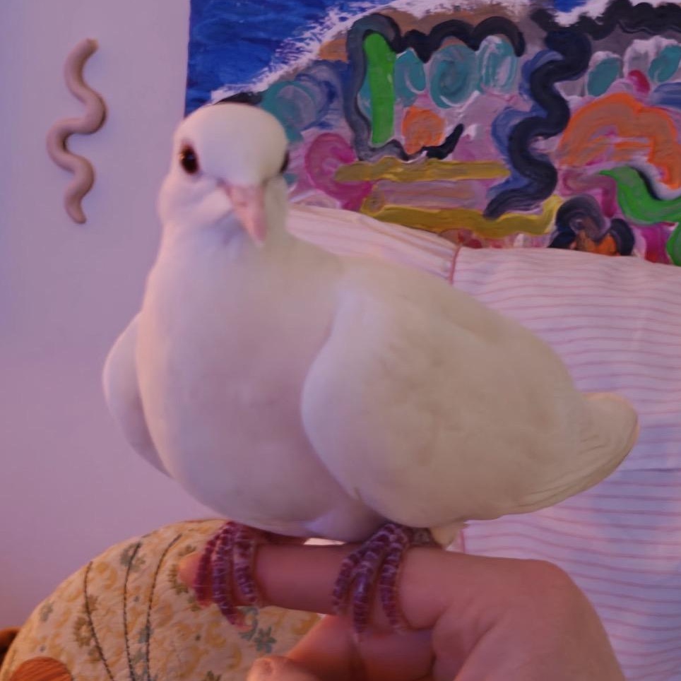 Cauliflower (local Midwest adoption only), adopted, Adult Unknown Dove.