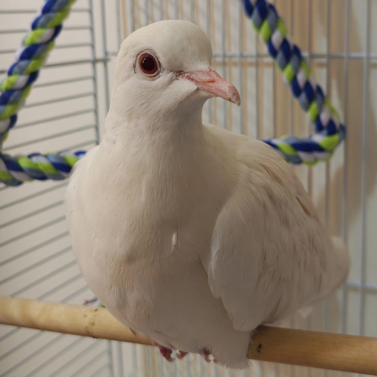 Enlarge Cauliflower (local Midwest adoption only), an adopted Dove in Chicago, IL image 2/5
