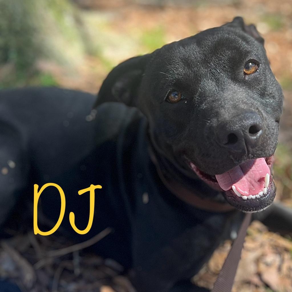 DJ, Adoptable, Adult Female Pit Bull Terrier.