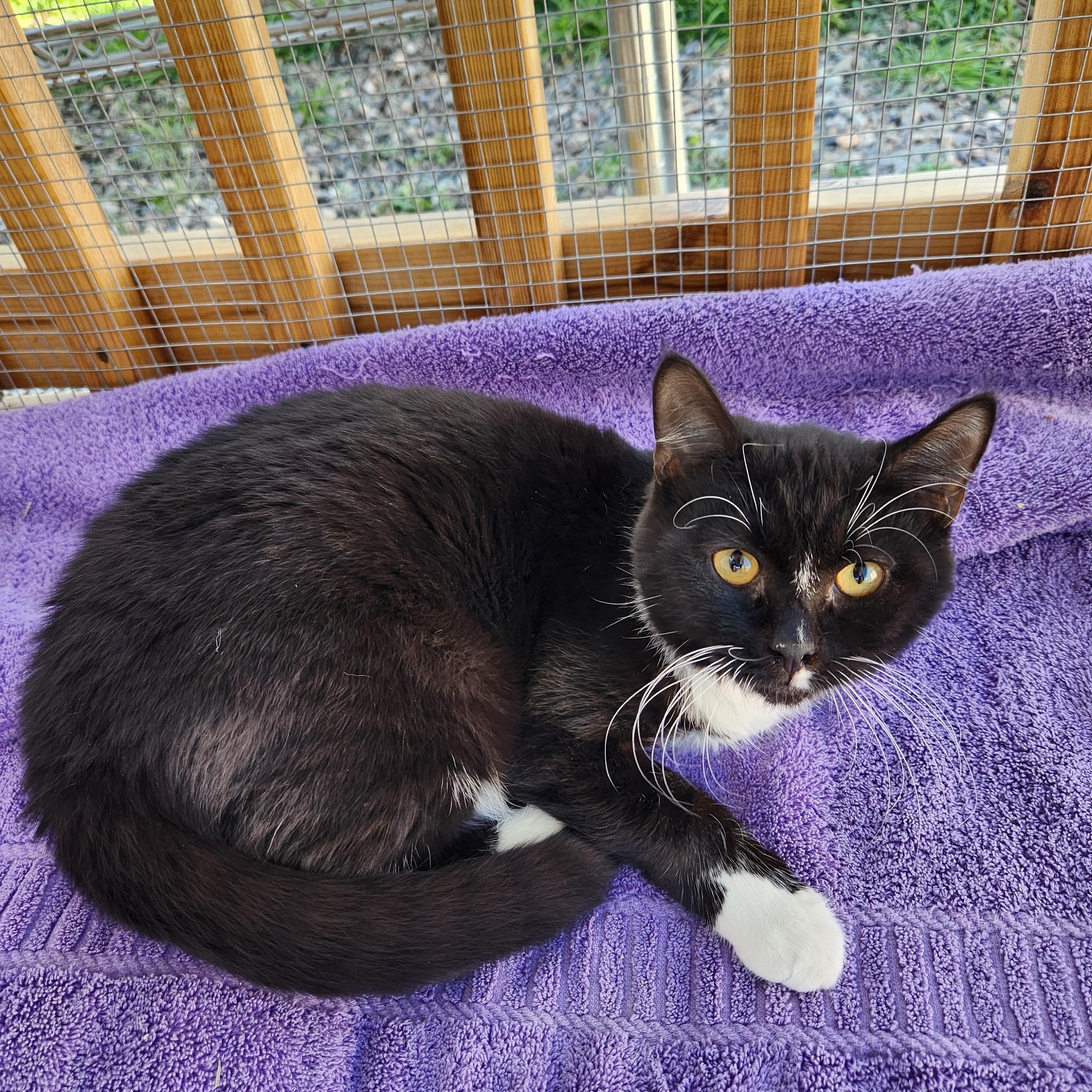 Arthur, ADOPTABLE, Young Male Domestic Short Hair.