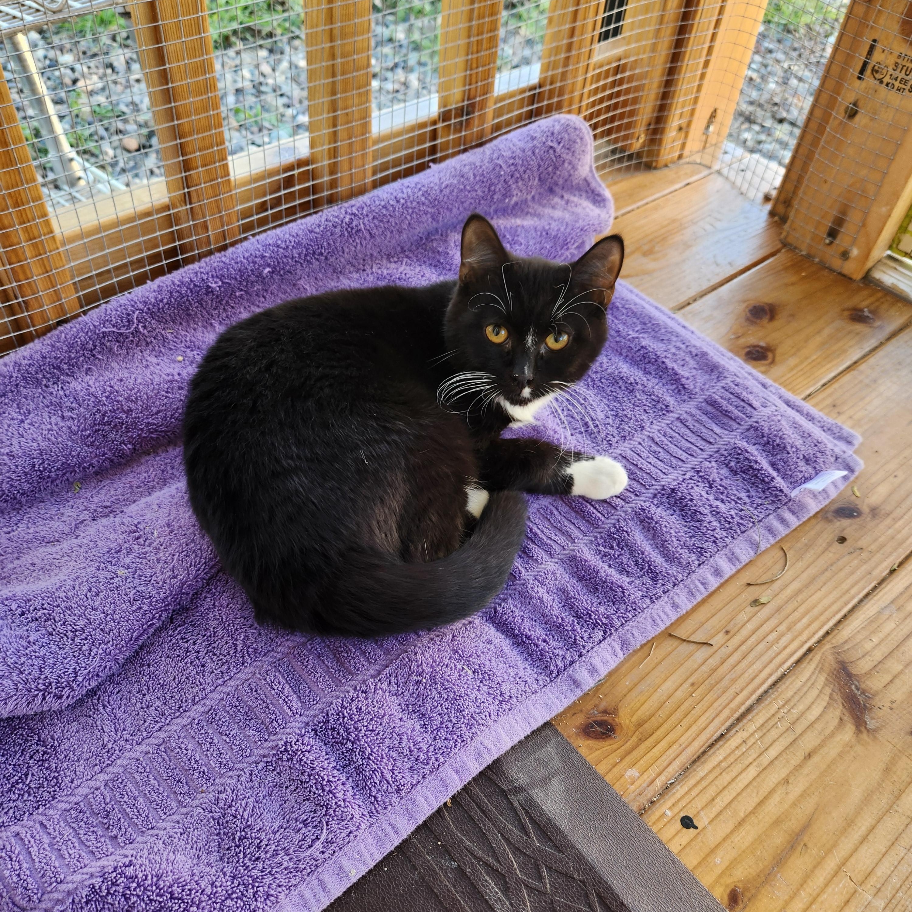 Arthur, a ADOPTABLE Domestic Short Hair in Yarnell, AZ image 2/2