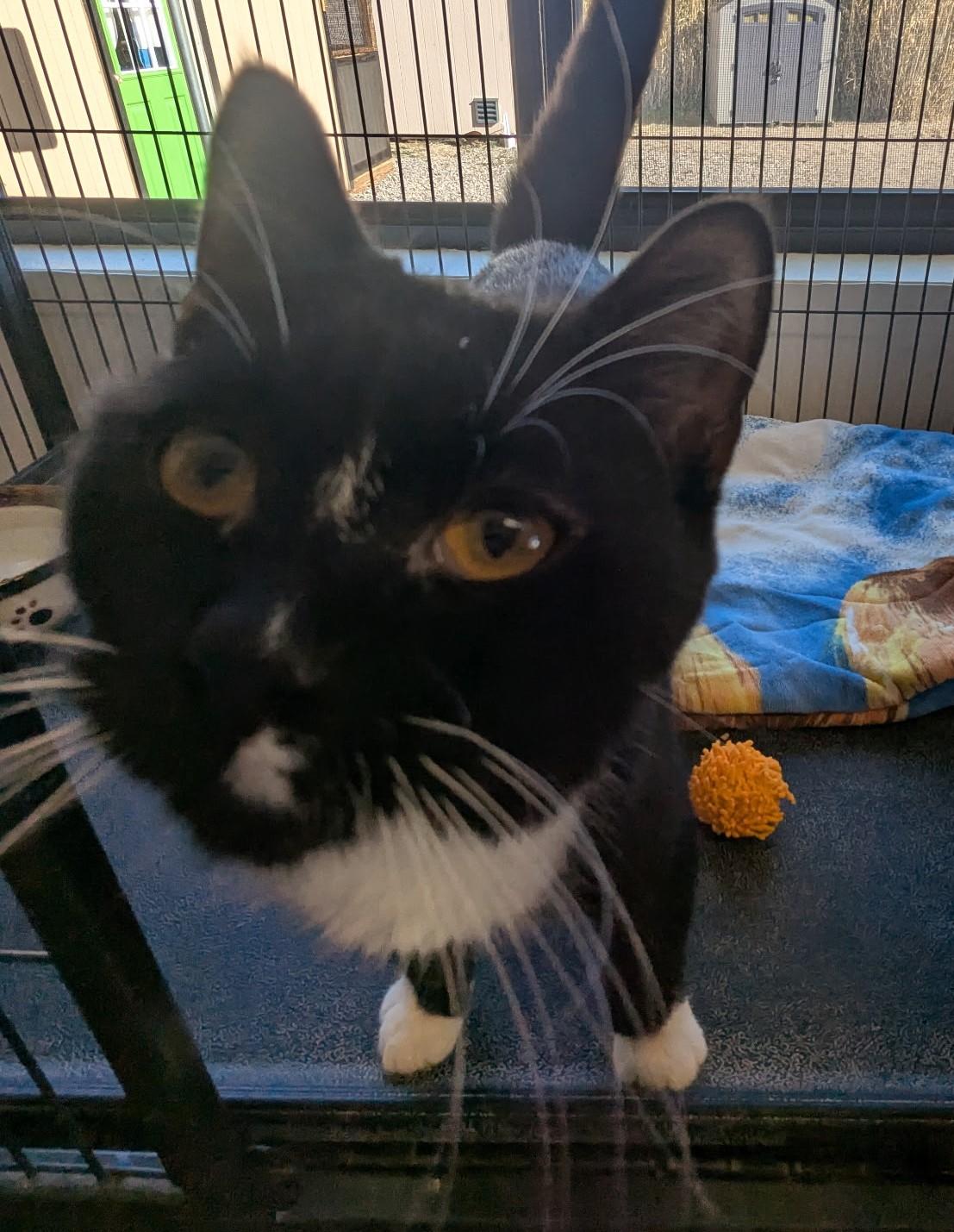 Enlarge Arthur, a ADOPTABLE Domestic Short Hair in Yarnell, AZ image 1/3