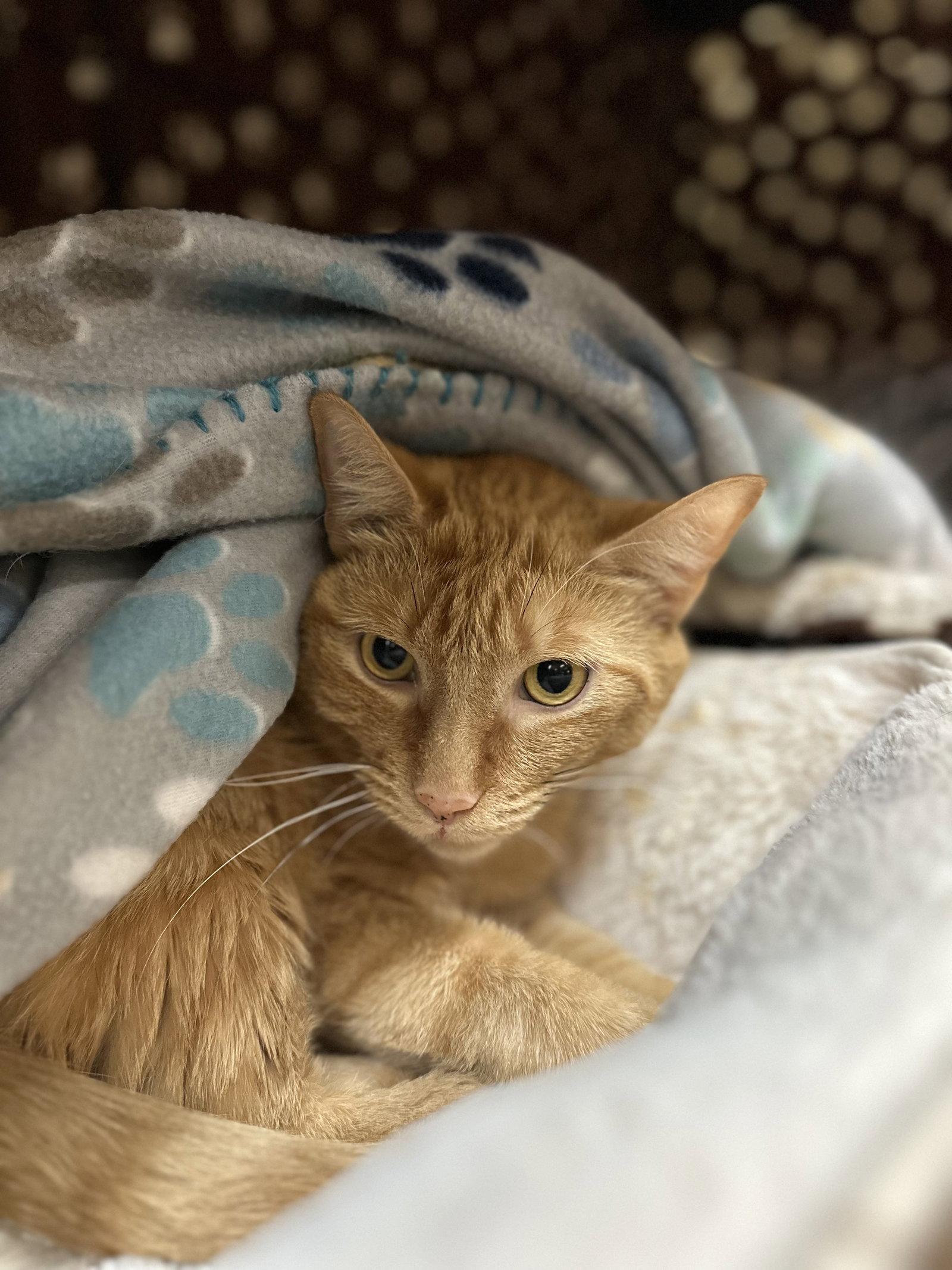 Boocee, Adoptable, Young Male Domestic Short Hair.