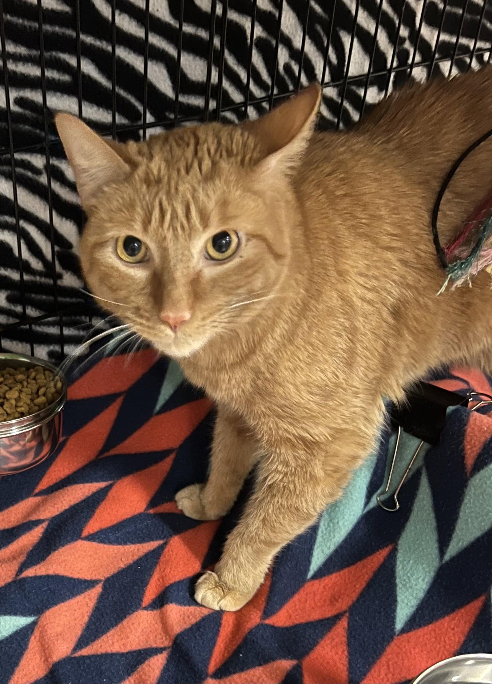 Boocee, Adoptable, Young Male Domestic Short Hair.